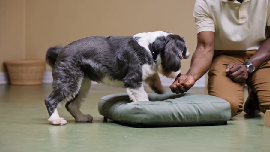 Illustrative scene of a dog exploring an enrichment cushion with a caregiver