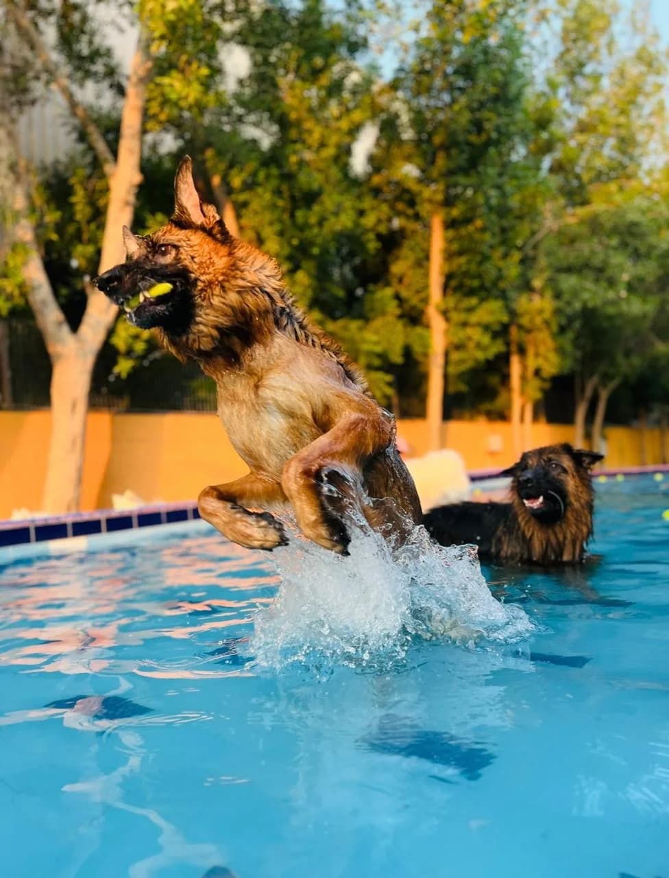A dog leaping into the Flagship pool after a ball