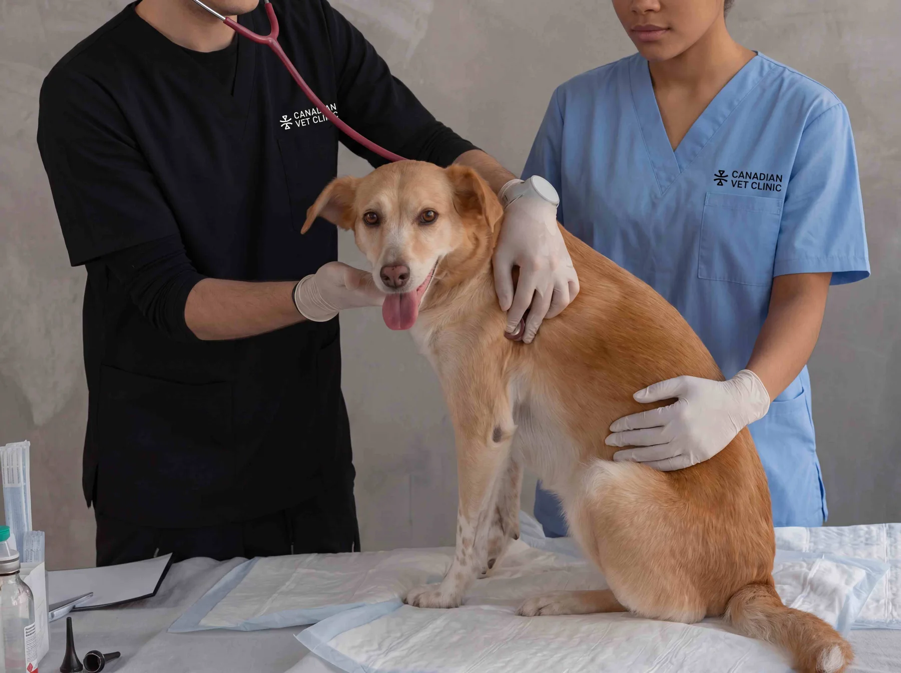 Members of the Canadian Vet Clinic team caring for a dog