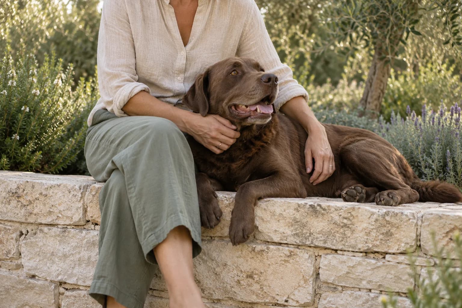 Illustrative scene of a person with a hand resting on a settled dog at handover